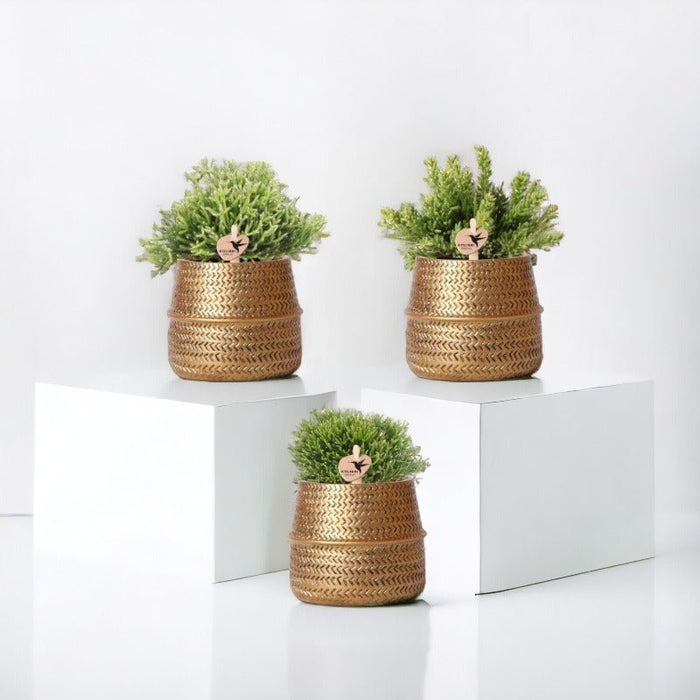Æske 3 Rhipsalis Og Deres Gyldne Plantepotter - Ø9Cm - Indendørs Plante