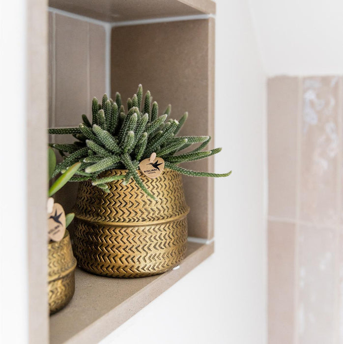 Æske 3 Rhipsalis Og Deres Gyldne Plantepotter - Ø9Cm - Indendørs Plante