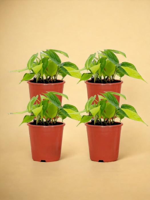Æske - 4 Philodendron Scandens Brasil