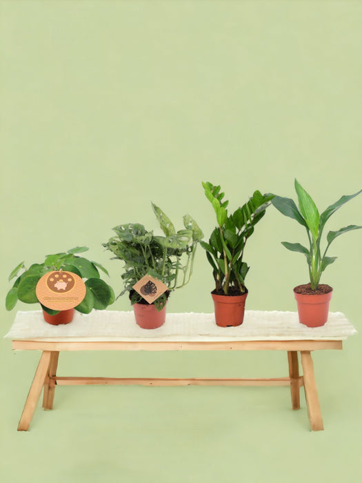 Æske - 4 Essentielle Stueplanter