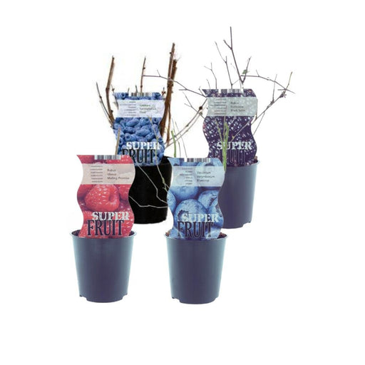 Æske - 4 Planter Små Frugter Hindbær Rødbær Blåbær