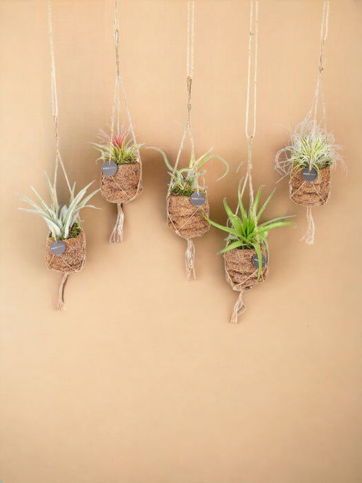 Æske - 5 Kokodama Tillandsia