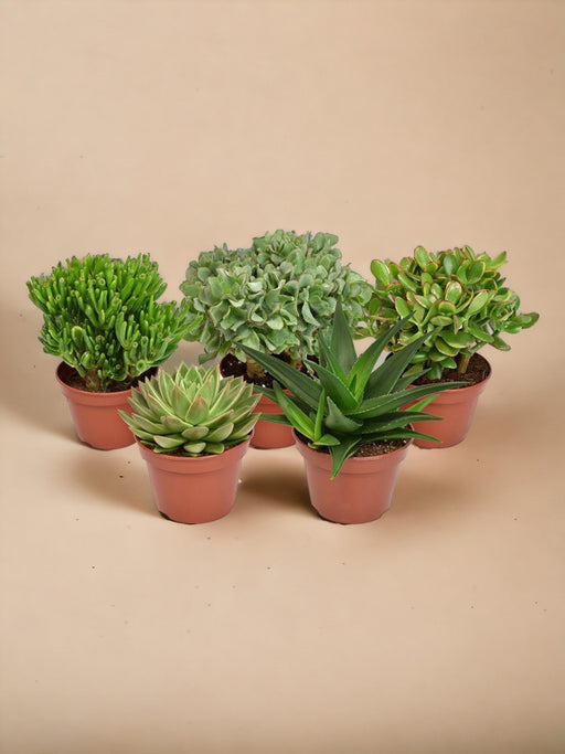 Æske - 5 Essentielle Sukkulenter