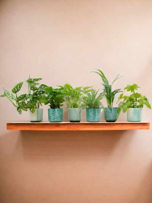 Æske 6 Indendørs Planter Og Potter Elho Ocean Green Ø14