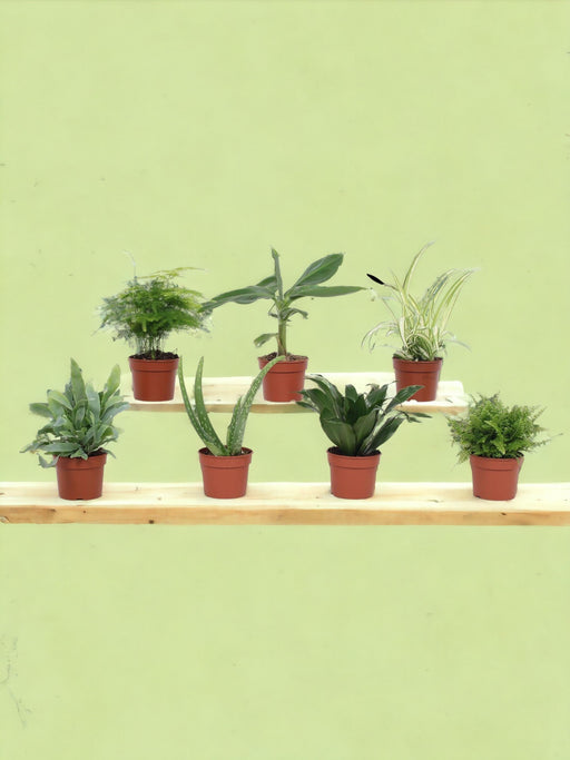 Æske - 7 Essentielle Små Stueplanter
