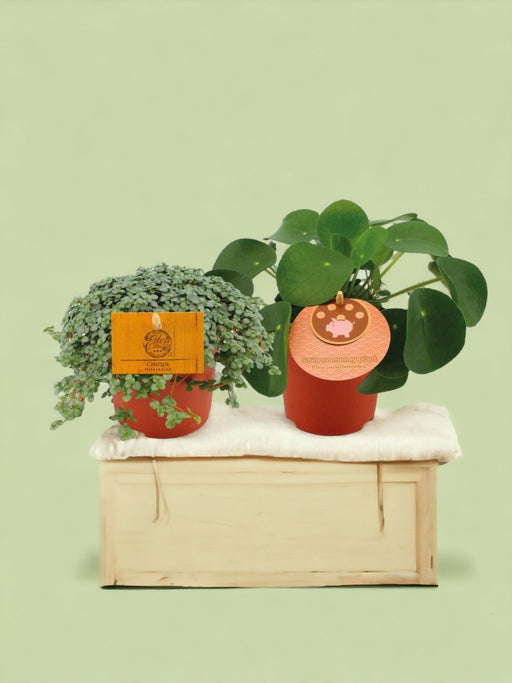 Box - Duo De Pilea