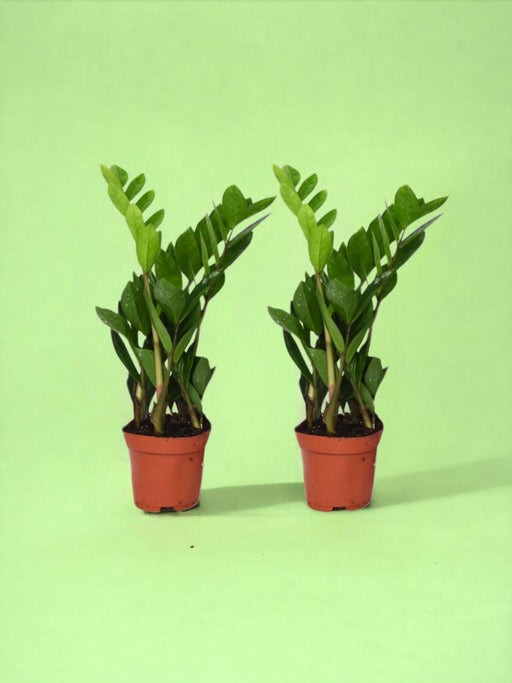 Æske - Zamioculcas Zamiifolia Duo