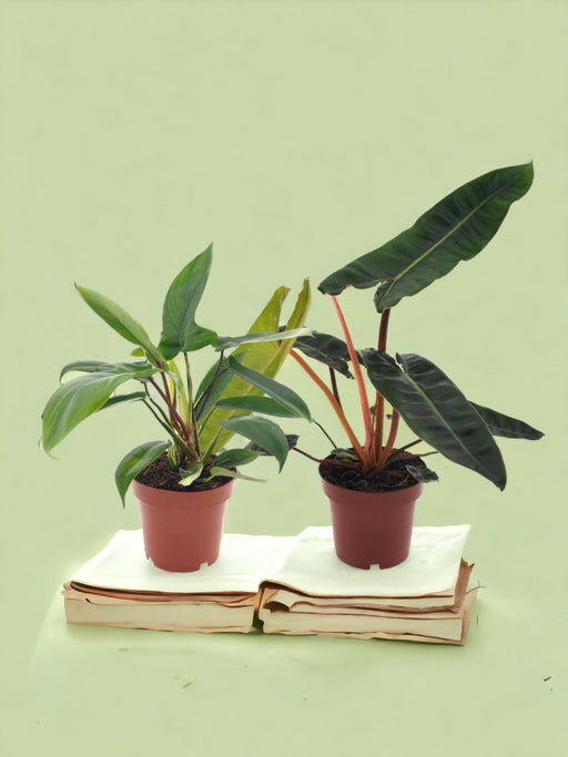 Æske - Duo Philodendron Sjælden