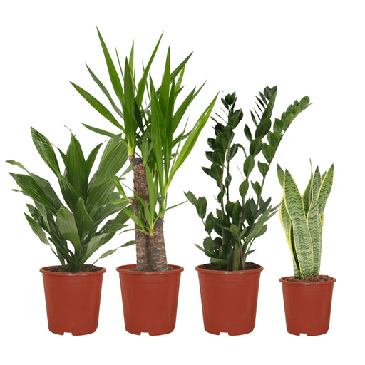 Easy Care Box X4 - Easy Care Indendørs Planter