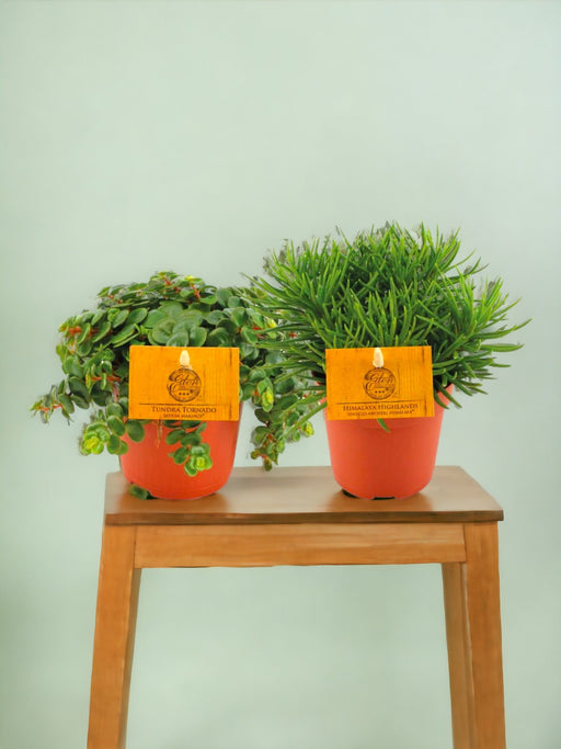 Æske - Sedum & Senecio