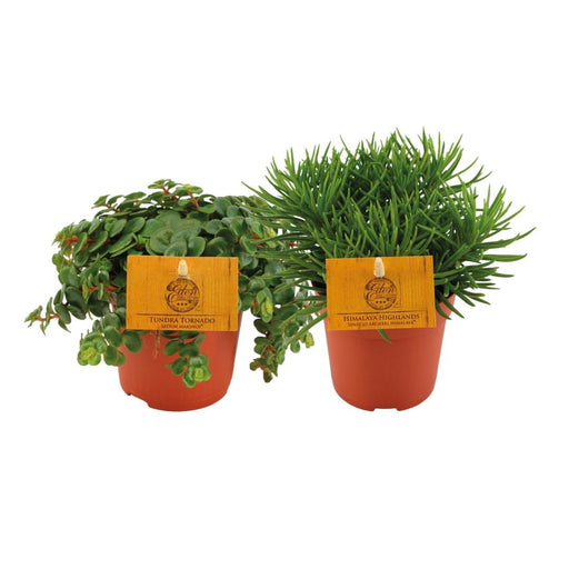 Æske - Sedum & Senecio