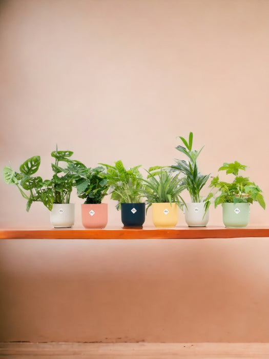 Surprise Box 6 Indendørs Planter Og Farverige Elho Potter Ø14