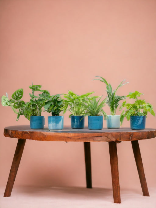 Overraskelsesæske 6 Indendørs Planter Og Potter Elho Ocean Ø14