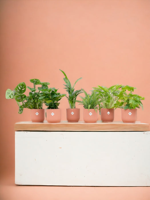 Surprise Box 6 Indendørs Planter Og Potter Elho Vibes Pink