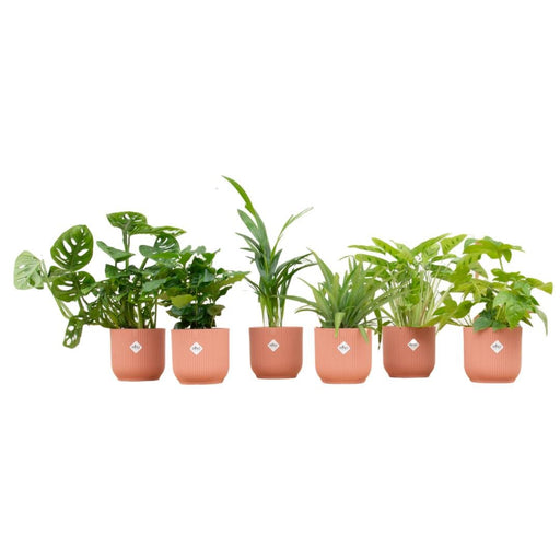 Surprise Box 6 Indendørs Planter Og Potter Elho Vibes Pink