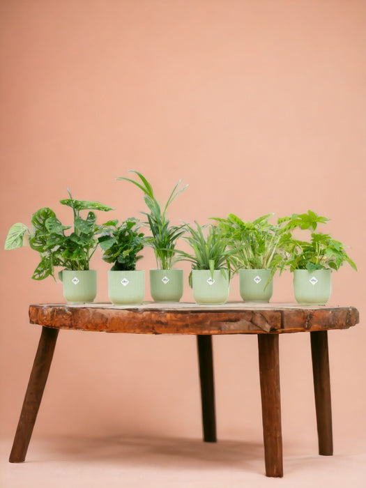 Surprise Box 6 Indendørs Planter Og Potter Elho Vibes Grøn Ø14