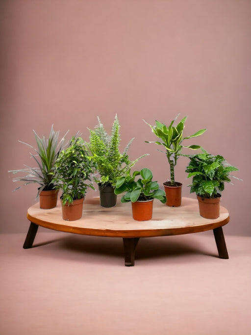 Surprise Box 6 Indendørs Planter - H20-40 Cm - Ø12