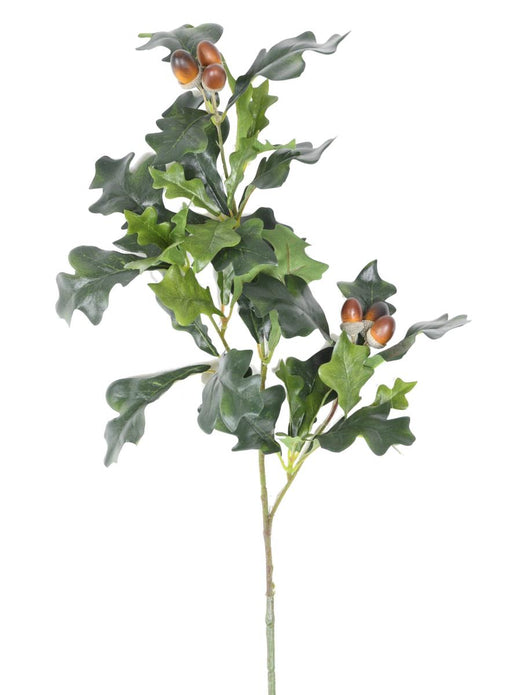 Håndværksmæssig Egegren Med 6 Agern 70 Cm