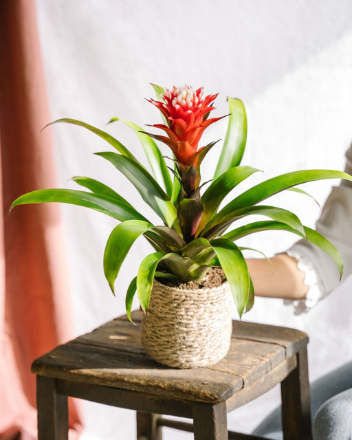 Bromelia Håb