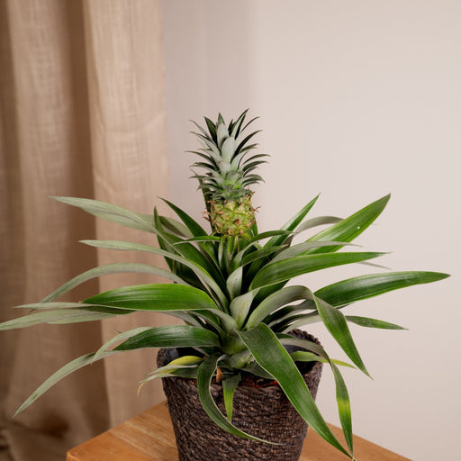 Bromelia - Sæt Med 2