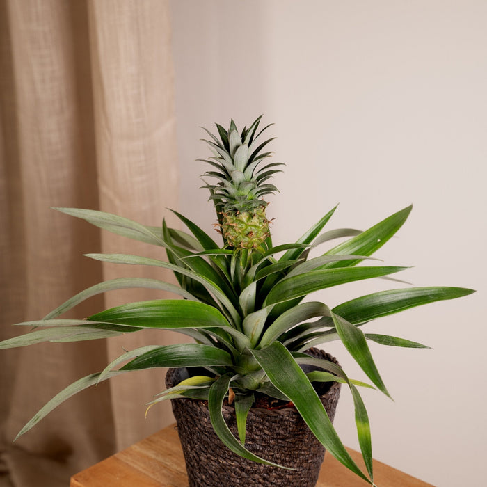 Bromelia - Sæt Med 2