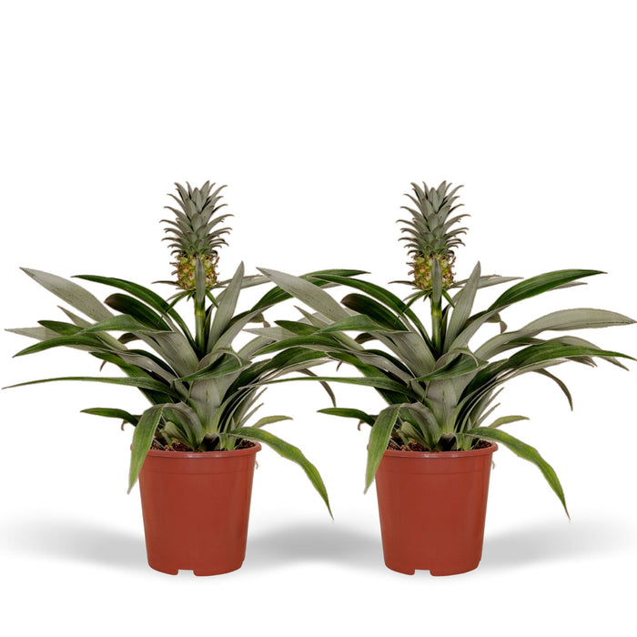 Bromelia - Sæt Med 2