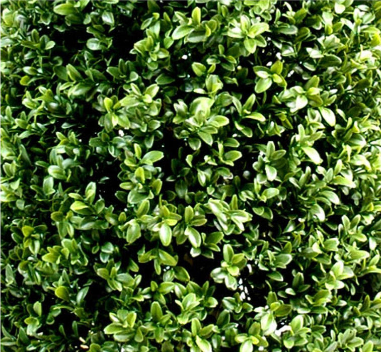 Kunstig Buksbombold 100 Cm Til Indendørs Og Udendørs