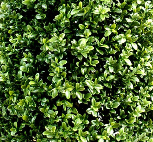 Kunstig Buksbombold 80 Cm Til Indendørs Udendørs Have