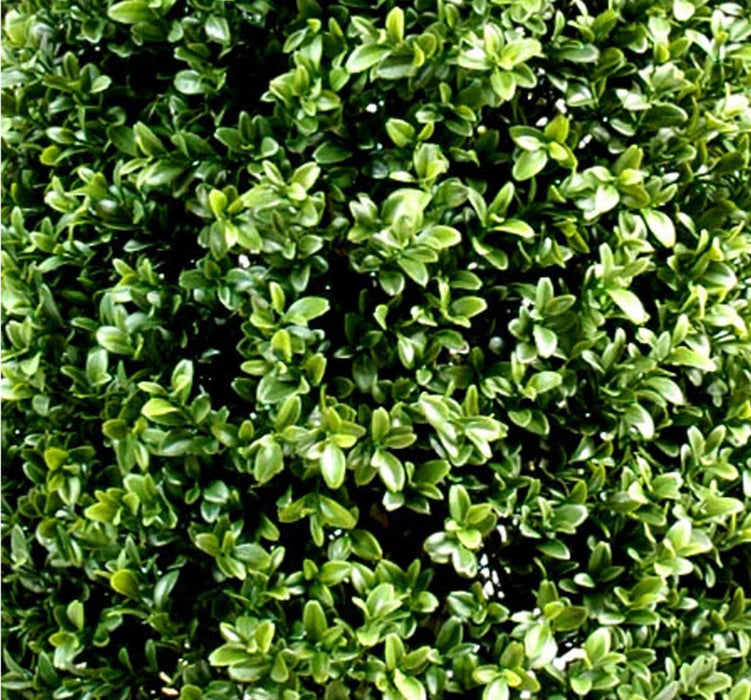 Kunstig Buksbombold 80 Cm Til Indendørs Udendørs Have