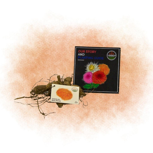 Dahlia Ralphie Pære, Skinnende Orange Blomster