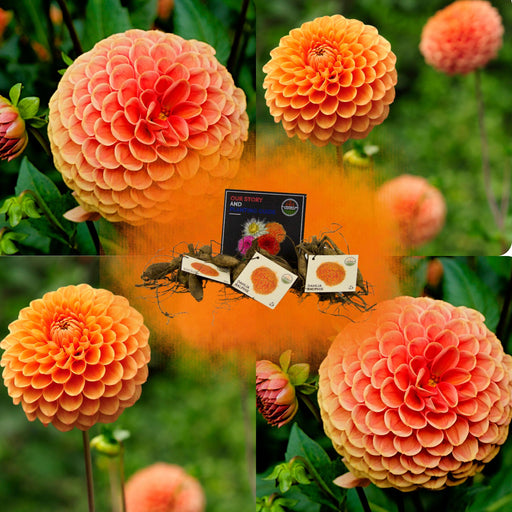 Dahlia Ralphie Pære, Skinnende Orange Blomster