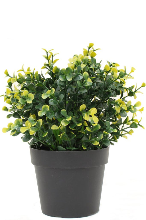 Gul Buxus I Potte - Kunstig Buksbom