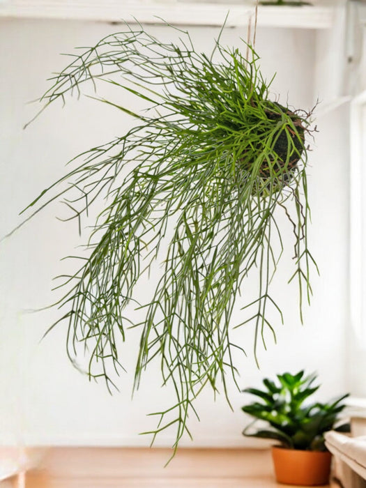 Cactus Rhipsalis - Kunstig Faldende Plante