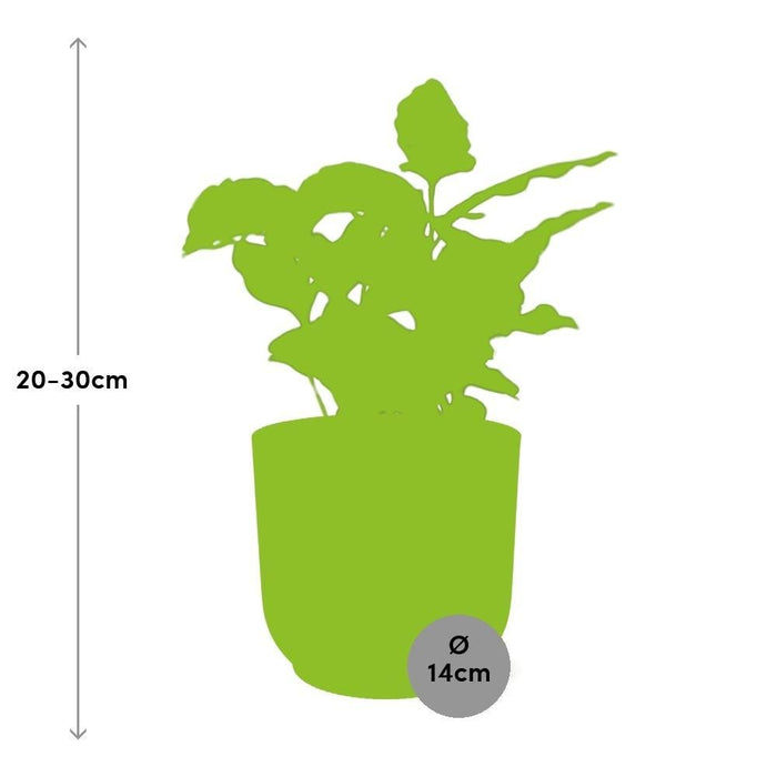 Arabica Kaffetræ Og Dets Elho Rose Pot