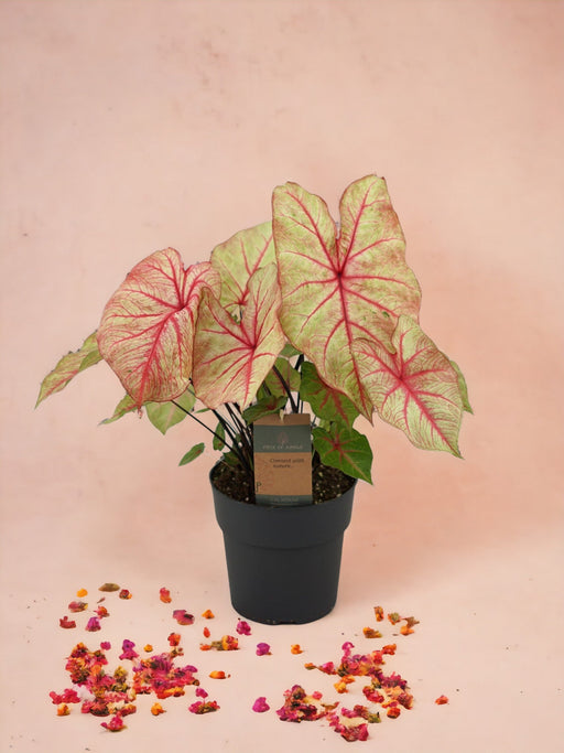 Caladium Autumn Beauty