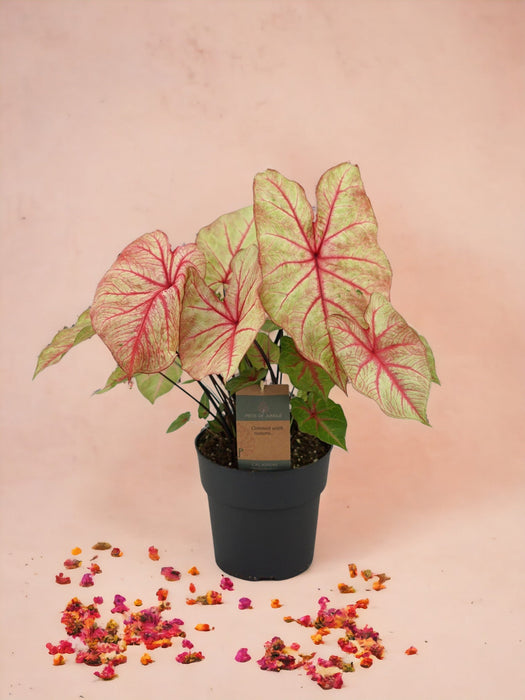 Caladium Autumn Beauty