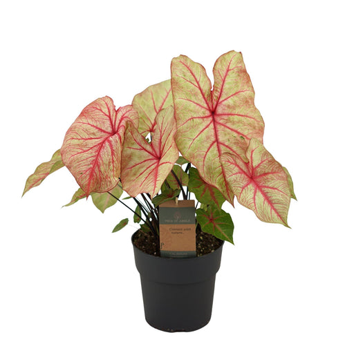 Caladium Autumn Beauty