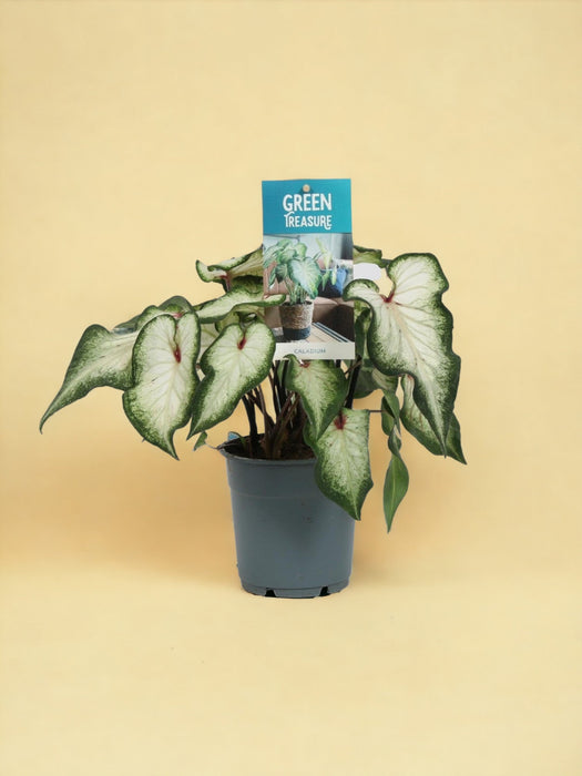Hvid Caladium