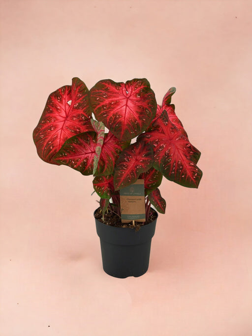Caladium Rød Blink