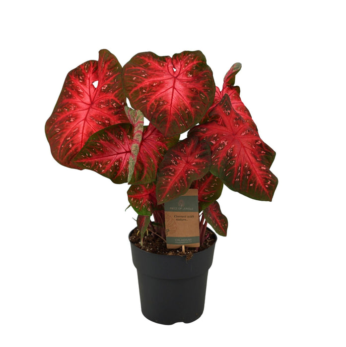 Caladium Rød Blink