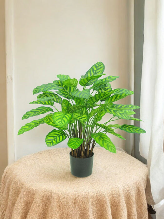 Calathea Makoyana Deluxe - Kunstig Grøn Plante