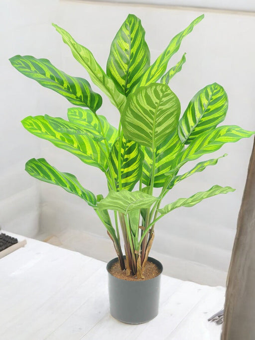 Calathea Makoyana - Kunstig Grøn Plante