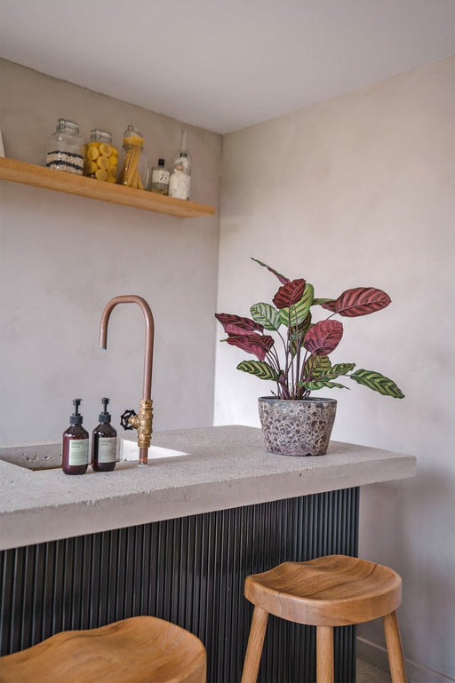 Calathea Makoyana - Kunstig Grøn Plante