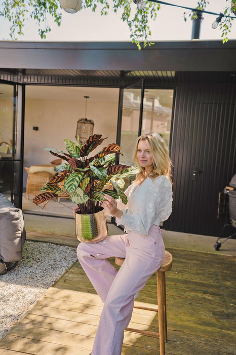 Calathea Makoyana - Kunstig Grøn Plante