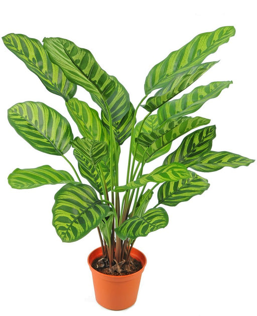 Calathea Makoyana - Kunstig Grøn Plante