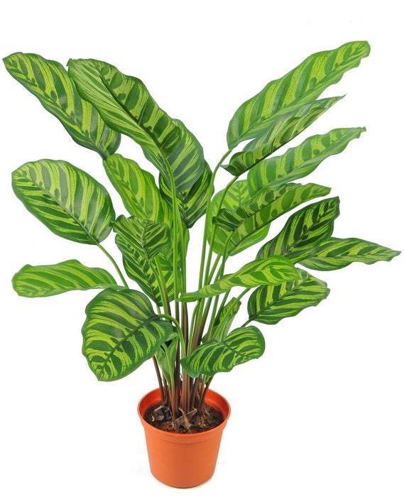 Calathea Makoyana - Kunstig Grøn Plante