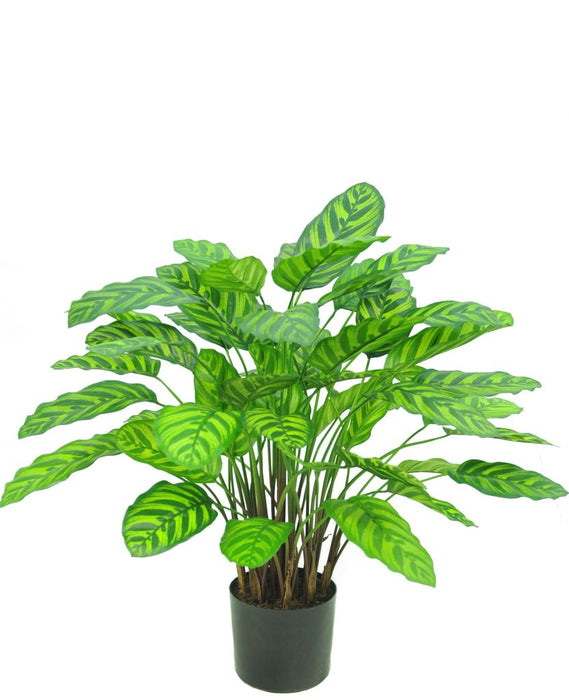 Calathea Makoyana - Kunstig Grøn Plante