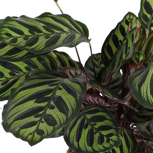 Calathea Makoyana Og Dens Gryde