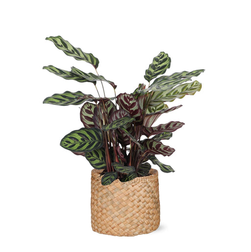 Calathea Makoyana Og Dens Gryde