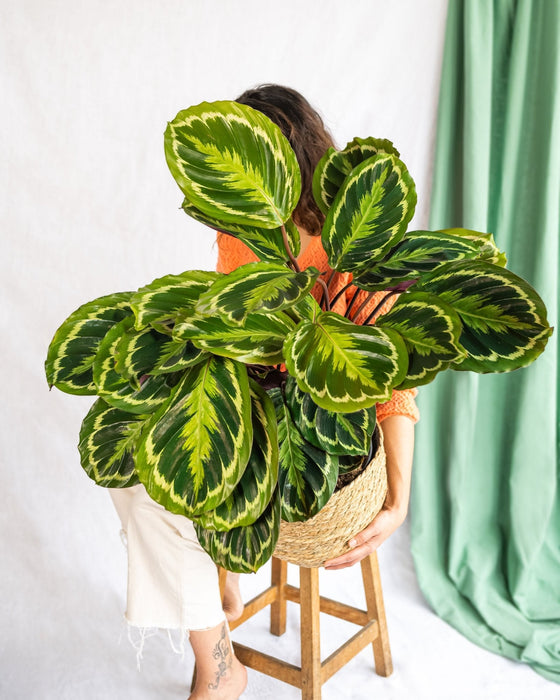 Calathea Medaljon
